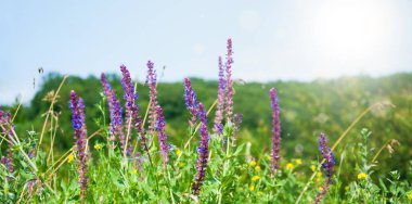 Güzel, yumuşak, yeşil bir arka plan. Adaçayı bitkileri ve sulu bitkiler.