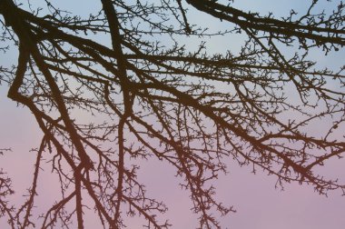 Ağaç dalları. Gün batımı. Düşen yapraklar. Sonbahar