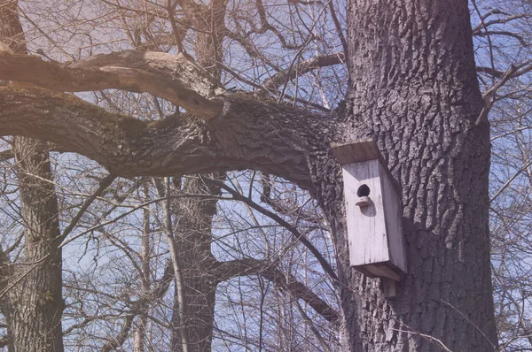 Деревянный Скворечник Большом Дереве Весна — стоковое фото