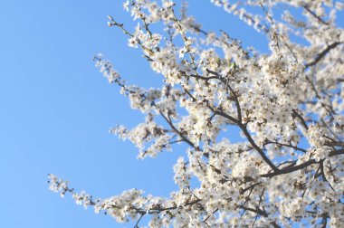 Çiçek açan ağaçlar. Beyaz çiçekler. Bahar. Mavi gökyüzü