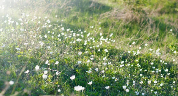 Flores Blancas Creciendo Claro Primavera Verano —  Fotos de Stock