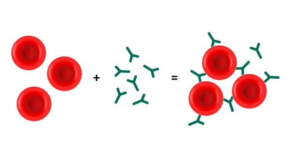 Hemaglütinasyon vektör çizim