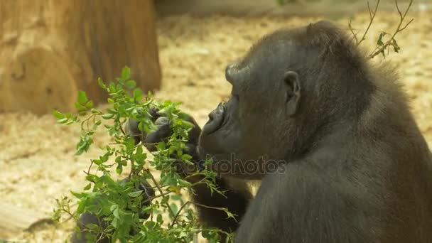 Gorila comer deixa câmera lenta 4K — Vídeo de Stock