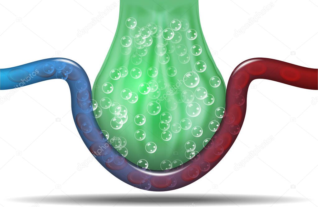 Gas exchange in lungs illustration