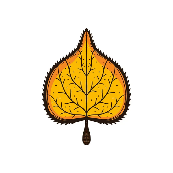 Hoja de tilo amarillo otoño aislada en blanco — Vector de stock