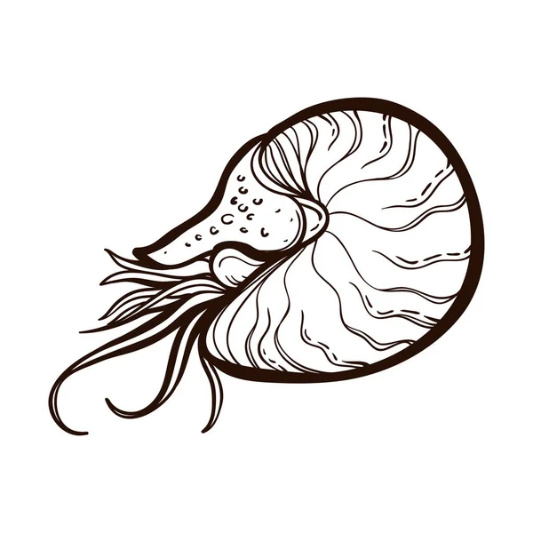Nautilus Chambered isolato. Libro da colorare — Vettoriale Stock