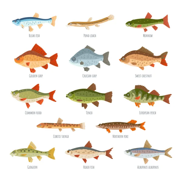Sladkovodní ryby set izolované na bílém pozadí — Stockový vektor