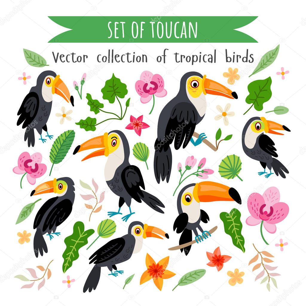 Vector set of toucans isolated on white