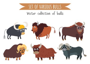 Set of various bull. Cartoon animal wildlife clipart