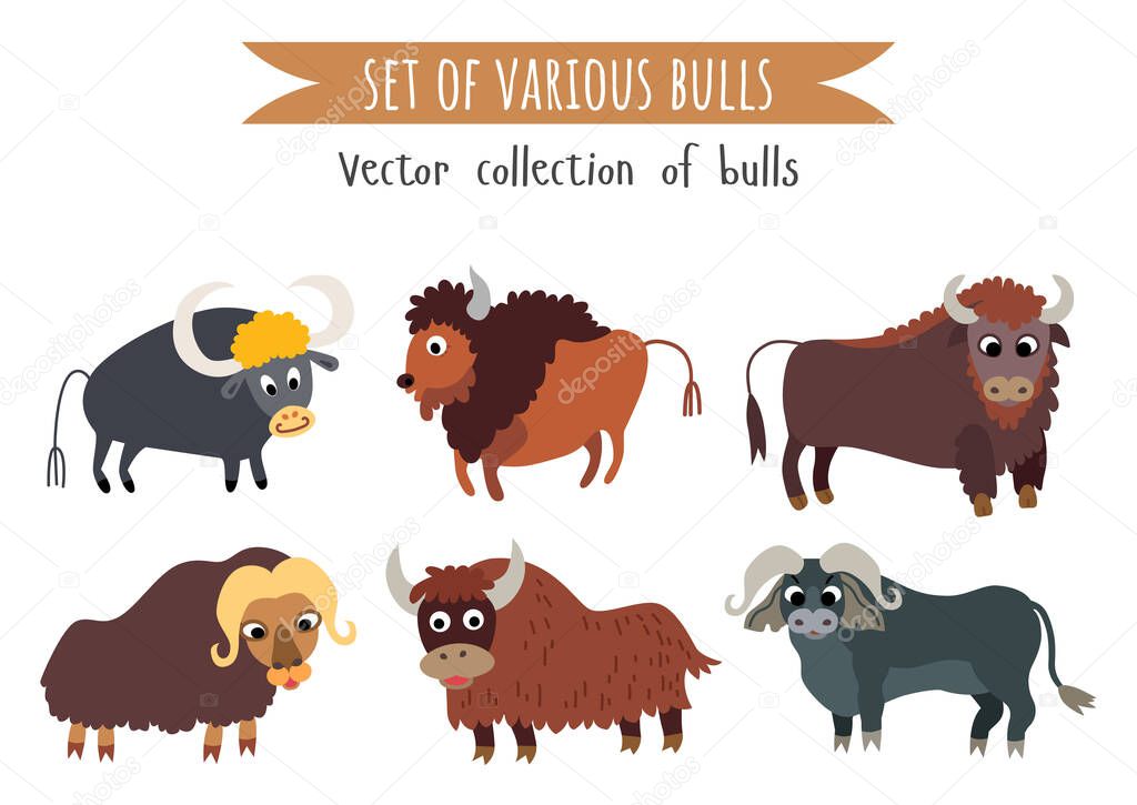 Set of various bull. Cartoon animal wildlife