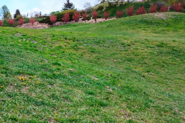 yeşil alan çim ve ağaçların