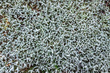 Taze biberiye bitki. Üstten görünüm