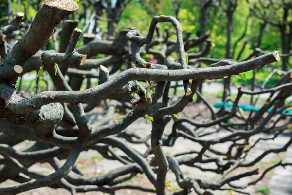 Many old and dry branch tree on park — Stock Photo, Image