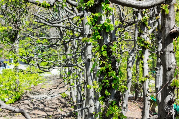 Birçok eski ve kuru dal ağaç arka plan üzerinde park yeşil yapraklarda — Stok fotoğraf