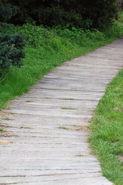 Yolu bir ormanlık alana önde gelen bir parkta. Ahşap yol ahşap boardwalks, sammer Park ahşap kaldırımlar