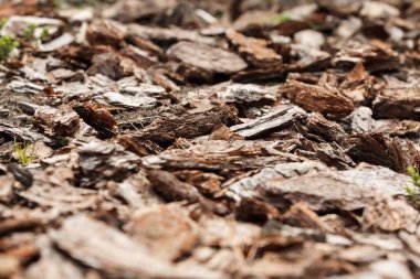 Ezilmiş ağaç kabuğu doku arka plan portre. Rendelenmiş kahverengi ağaç kabuğu Bahçesi veya dekorasyon ve malçlama için.