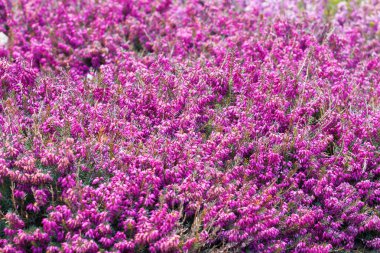 Bahçede çiçek açan güzel pembe ve mor çiçekler küçük boyutlu yakın çekim yeşil çim ve yaprakları güneş ışığı ile arka plan üzerinde. Yumuşak ve anlayışı bulanıklık