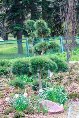 Genç bir bahçede büyüyen bonsai çam. Yaz aylarında güneşli gün