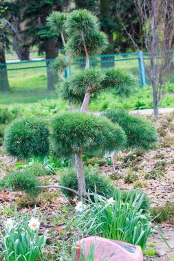 Genç bir bahçede büyüyen bonsai çam. Yaz aylarında güneşli gün