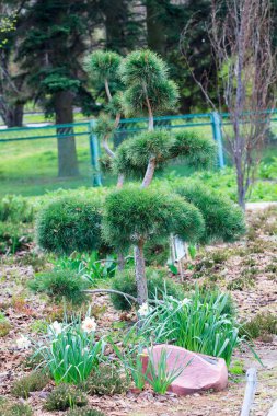 Genç bir bahçede büyüyen bonsai çam. Yaz aylarında güneşli gün