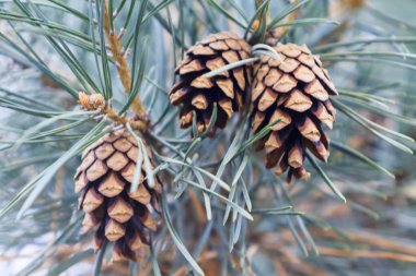Mavi ladin iğne koniler closeup ile bir dalı