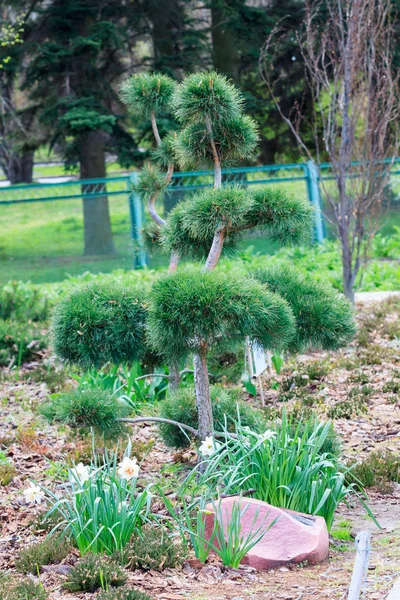 Genç bir bahçede büyüyen bonsai çam. Yaz aylarında güneşli gün