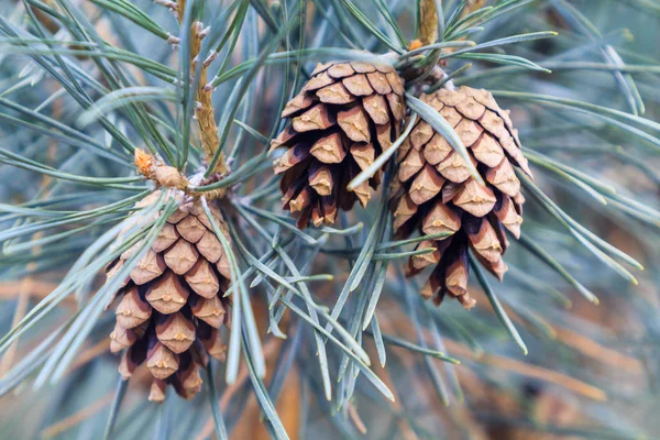 Mavi ladin iğne koniler closeup ile bir dalı