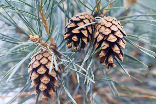 Mavi ladin iğne koniler closeup ile bir dalı