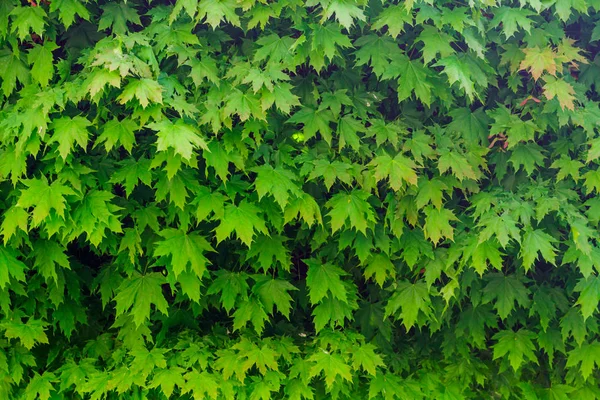 The image of the green leaves of maple — Stock Photo, Image