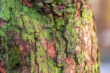 Ağaç kabuğunda yeşil yosun örtüsü. Ağaç yüzeyindeki yosun dokusu, doğal desen..