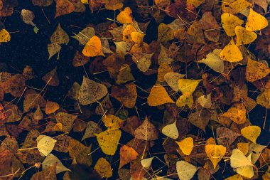 Suda sonbahar akçaağaç yaprağı. gizemli karanlık hayat, sonbahar mevsimi. Akçaağaç yaprağıyla yağmur ve su birikintisi. Yağmurlu gün havası. sonbahar arka planı. Üst görünüm, boşluk kopyala