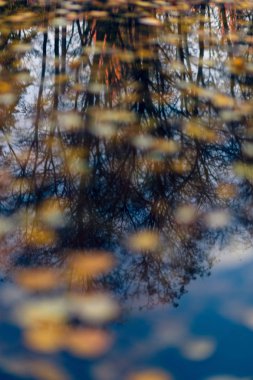 Dalları ile bir su birikintisi içinde yansıma yaprakları