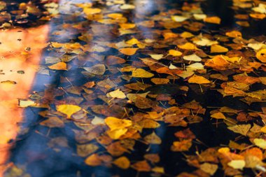 Suda sonbahar akçaağaç yaprağı. gizemli karanlık hayat, sonbahar mevsimi. Akçaağaç yaprağıyla yağmur ve su birikintisi. Yağmurlu gün havası. sonbahar arka planı. Üst görünüm, boşluk kopyala