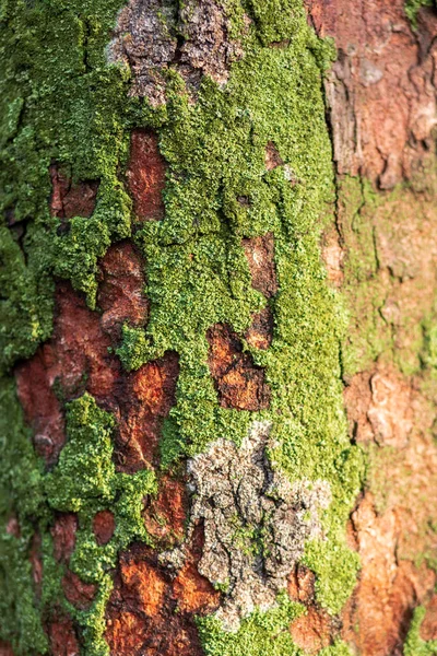 Zielony mech pokrywa na tle kory drzewa. Zbliżenie tekstury mchu na powierzchni drzewa, naturalny wzór. — Zdjęcie stockowe