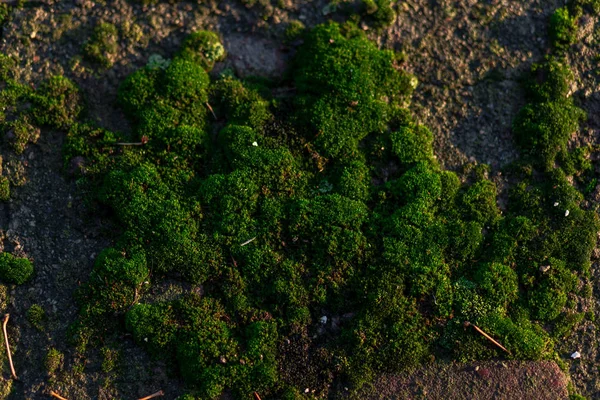 Zielony mech pokrywa na tle kory drzewa. Zbliżenie tekstury mchu na powierzchni drzewa, naturalny wzór. — Zdjęcie stockowe