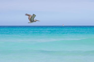 Mavi Okyanusun Üzerinde Uçan Kahverengi Pelikan Mavi Gökyüzü. Galapagos Deniz Kuşu. İzole edilmiş duvar kağıdı arkaplanı.