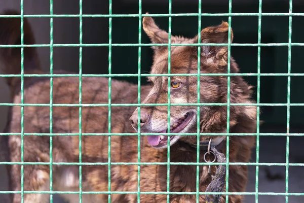 Closeup of a dog looking through the bars of a cage. Lonely dog in the cage in dog hotel