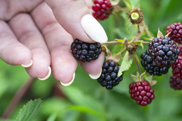 Female hand picking blackberries during main harvest season. Wild ripe and unripe blackberries grows on the bush