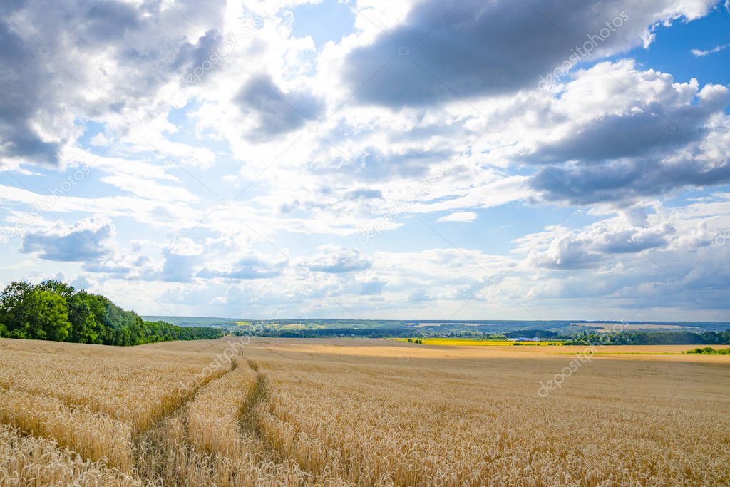 Meadow field of ripe wheat near the forest under beautiful sky with clouds during sunny day. Beautiful landscape