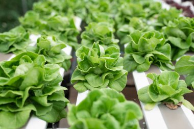 Hidrofonik sistemde yaban roketi / sağlıklı kalkış stili / sağlıklı gıda / salata malzemesi