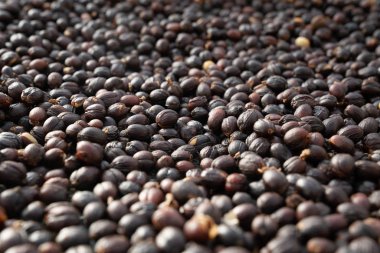 Su işleminde kabuklu kırmızı böğürtlenli çiğ kahve çekirdekleri fabrikadaki kahve kızartma makinesine hazırlanmak için kaliteli böğürtlenleri ayırır..