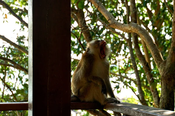 Affe im Nationalpark in Penang, Malaysia — Stockfoto