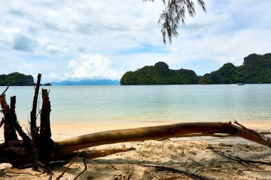 Tanjung Rhu, Langkwai, Malezya sahilinde devrilmiş bir ağaç.