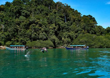 Langkawi, Malezya - 15 Ekim 2019: Langkawi 'de adaya atlayan kartal,.