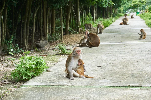 Mãe e macaco bebé sentados na estrada. Ilha dos Macacos, Vietname, Nha Trang — Fotografia de Stock