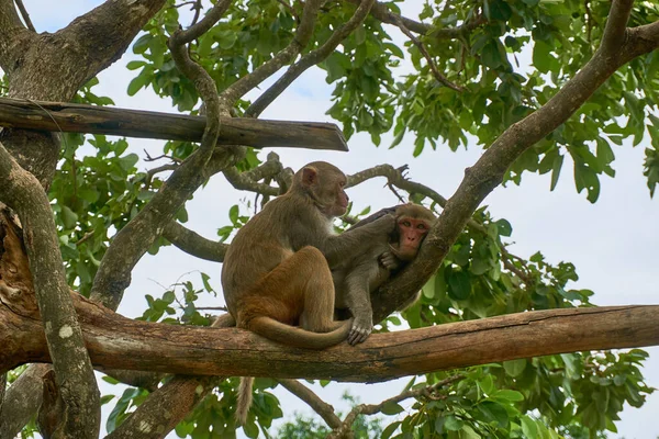 Makaken-Affe auf Baum säubern sich gegenseitig. Affeninsel, Vietnam, nha trang — Stockfoto