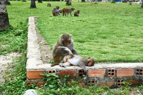Makakenaffen säubern sich gegenseitig. Affeninsel, Vietnam, nha trang — Stockfoto