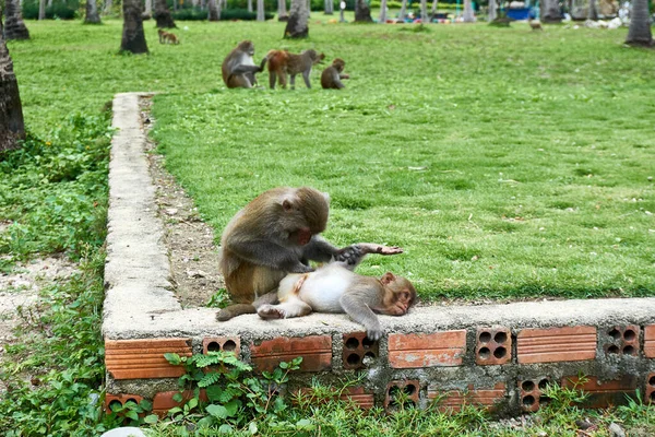 Macaque monyet membersihkan satu sama lain. Pulau Kera, Vietnam, Nha Trang — Stok Foto