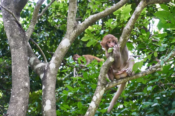 En liten makak apa som sitter på trädet. Monkey Island, Vietnam, Nha Trang Stockbild