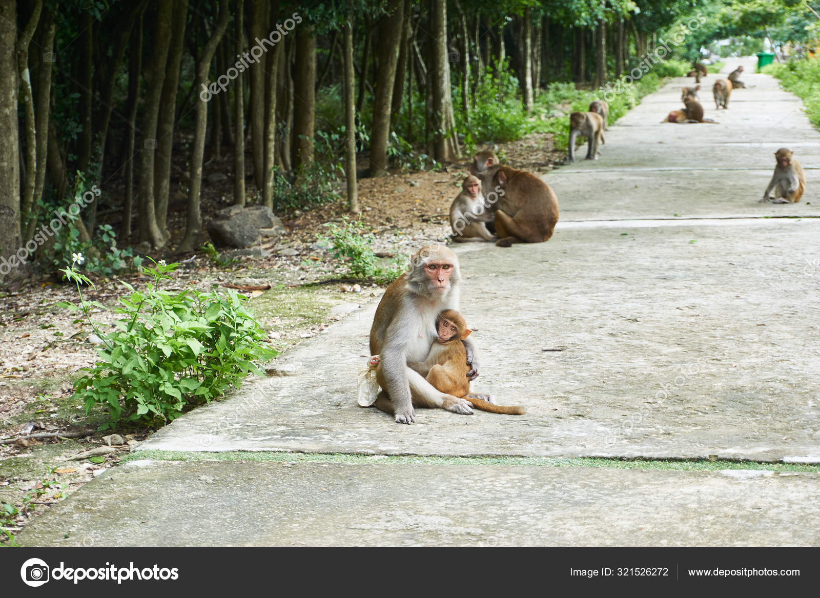 обезьяна дорога. обезьяны на пхукете. обезьяна с хозяином. маготы гибралтара. гора обезьян тайланд.